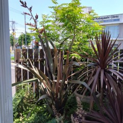 30年40年に一度の花が咲いた!